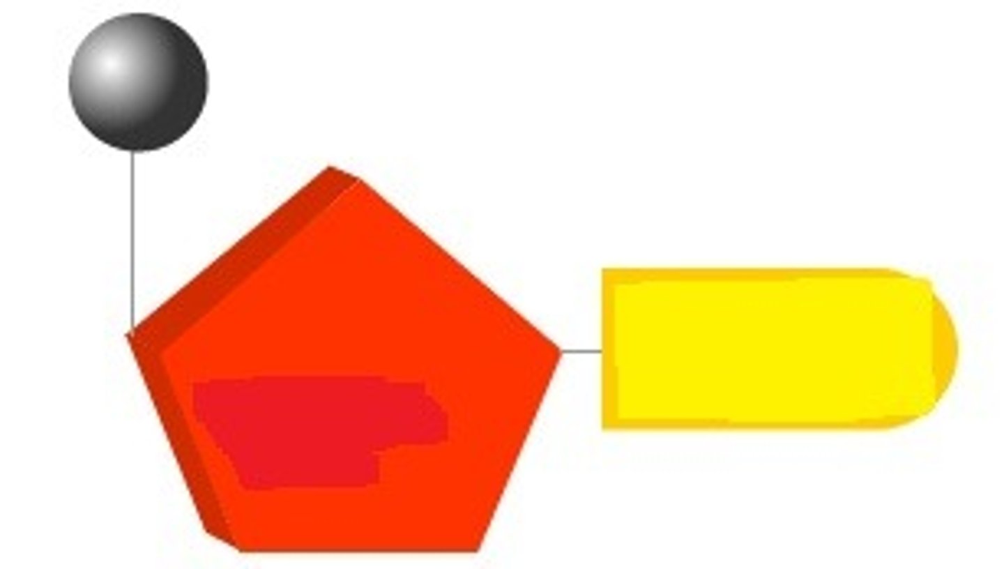 <p>Circle - Phosphate.</p><p>Rectangle - Base.</p><p>Hexagon - Sugar.</p>