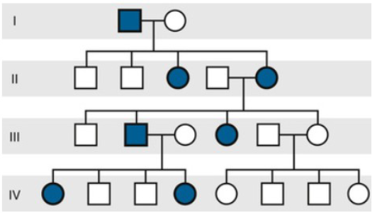 <ul><li><p>Both males and females affected, but affected females are <u>greater in number</u></p><ul><li><p>in males this Mode of inheritance is normally lethal</p></li></ul></li><li><p>Affected males can <u>only transmit to their daughters, and ALL their daughters will be affected</u></p><ul><li><p>they WILL NEVER pass to their sons</p></li></ul></li><li><p> Ex, Rett Syndrome, Ornithine Transcrabamylase deficiency, Fabry disease</p></li></ul>