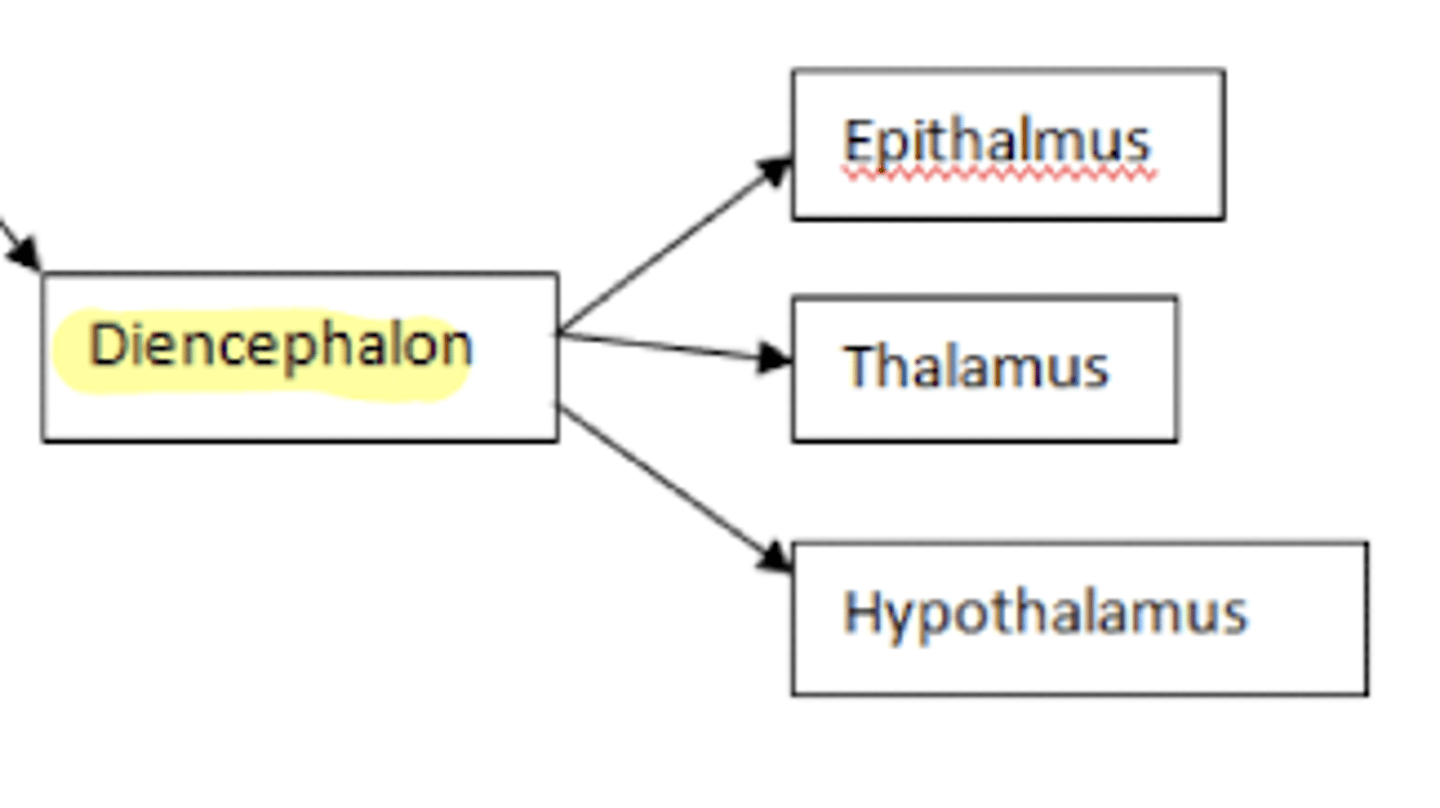 <p>1. epithalamus</p><p>2. thalamus</p><p>3. hypothalamus</p>