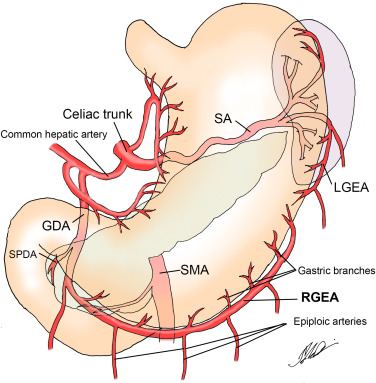 <ul><li><p>branch of CHA</p></li><li><p>courses <u>inferiorly</u></p></li><li><p>supplies right side of <u>greater curvature</u> of stomach and <u>pancreatic duodenal area</u></p></li></ul><p></p>