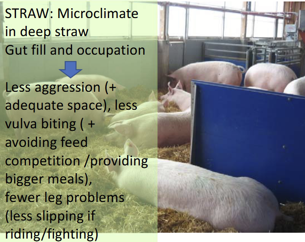 <p>Alternative to individual confinement for female pigs.</p><ul><li><p>Feeding stalls/electronic feeders.</p><ul><li><p>Con: competition at feeder and lost tags.</p></li></ul></li><li><p>Straw bedding: microclimate in deep straw → gut fill and occupation.</p><ul><li><p>Less aggression → more adequate space.</p></li><li><p>Less vulva biting → avoiding feeding competition and providing bigger meals.</p></li><li><p>Fewer leg problems (less slipping is riding/fighting).</p></li></ul></li></ul><p></p>