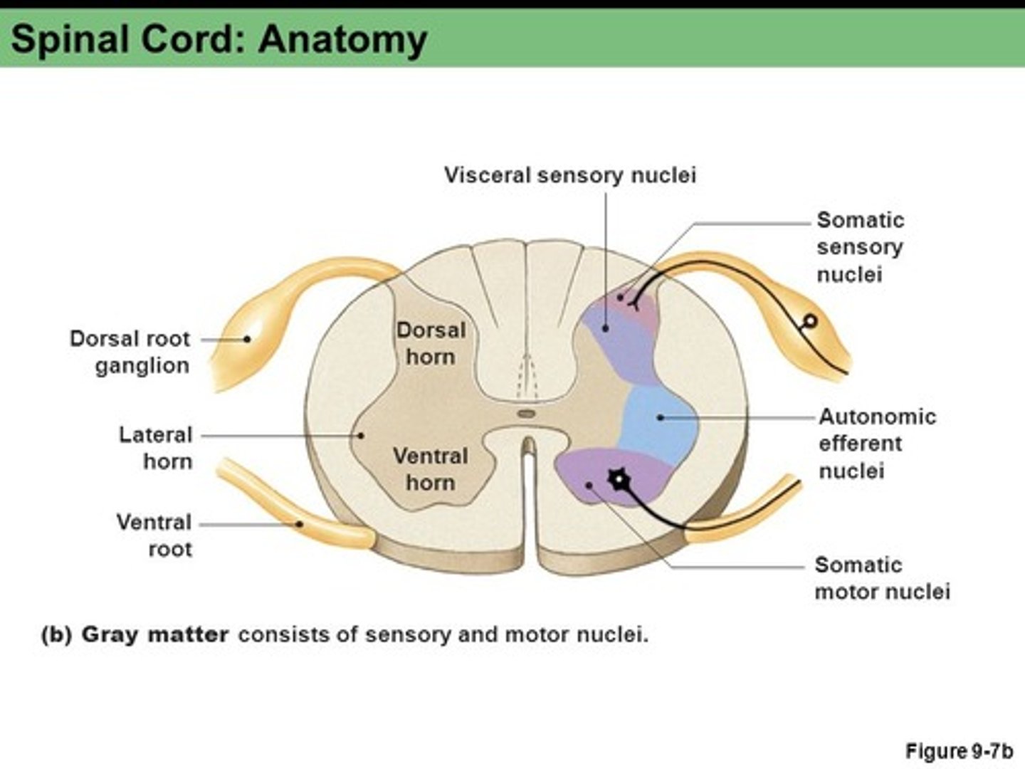 <p>Contain motor neurons for somatic nervous system.</p>