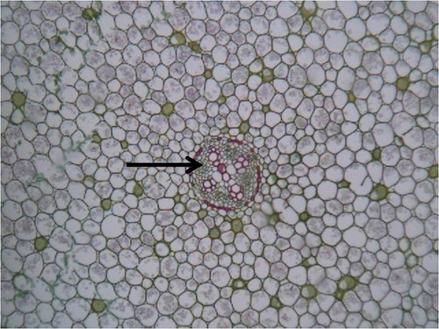 <p>Fxn: conducts sugar, amino acids chemical signals in 2 directions: roots to shoots and shoots to roots.<br>1. Sieve-tube members: Responsible for transporting sugar and nutrients<br>2. Companion cells: provide material to maintain cytoplasm and cell membrane of sieve-tubes.</p>