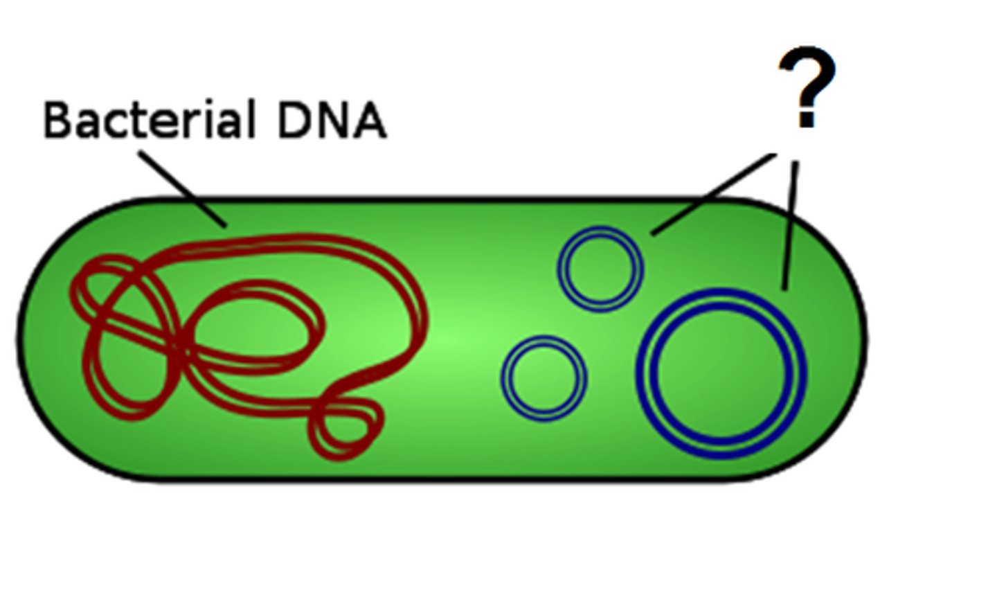 <p>small circular DNA molecules that replicate separately from the bacterial chromosome</p>
