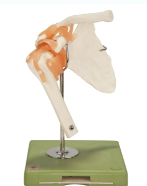 <p>Name joint </p>