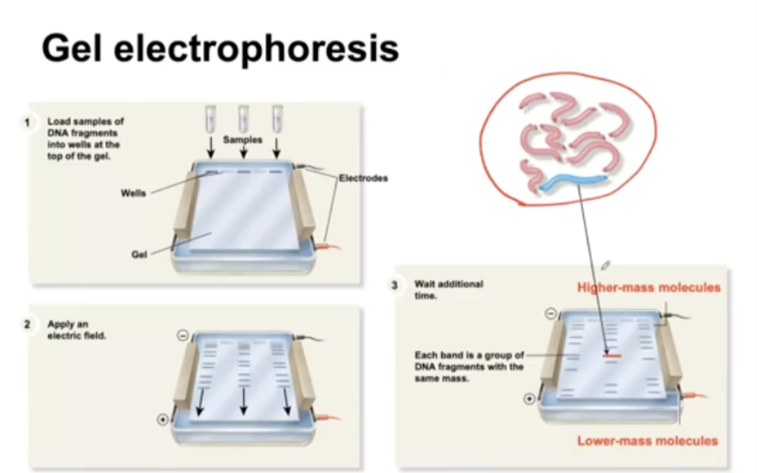 <ol><li><p>Load samples of DNA fragments into wells at the top of the gel. </p></li><li><p>Apply an electric field. The DNA fragments are moving from negative to positive charge. </p></li><li><p>Each bond is a group of DNA fragments with the same mass. </p><ol><li><p>lower mass migrate faster.</p></li></ol></li></ol><p></p>