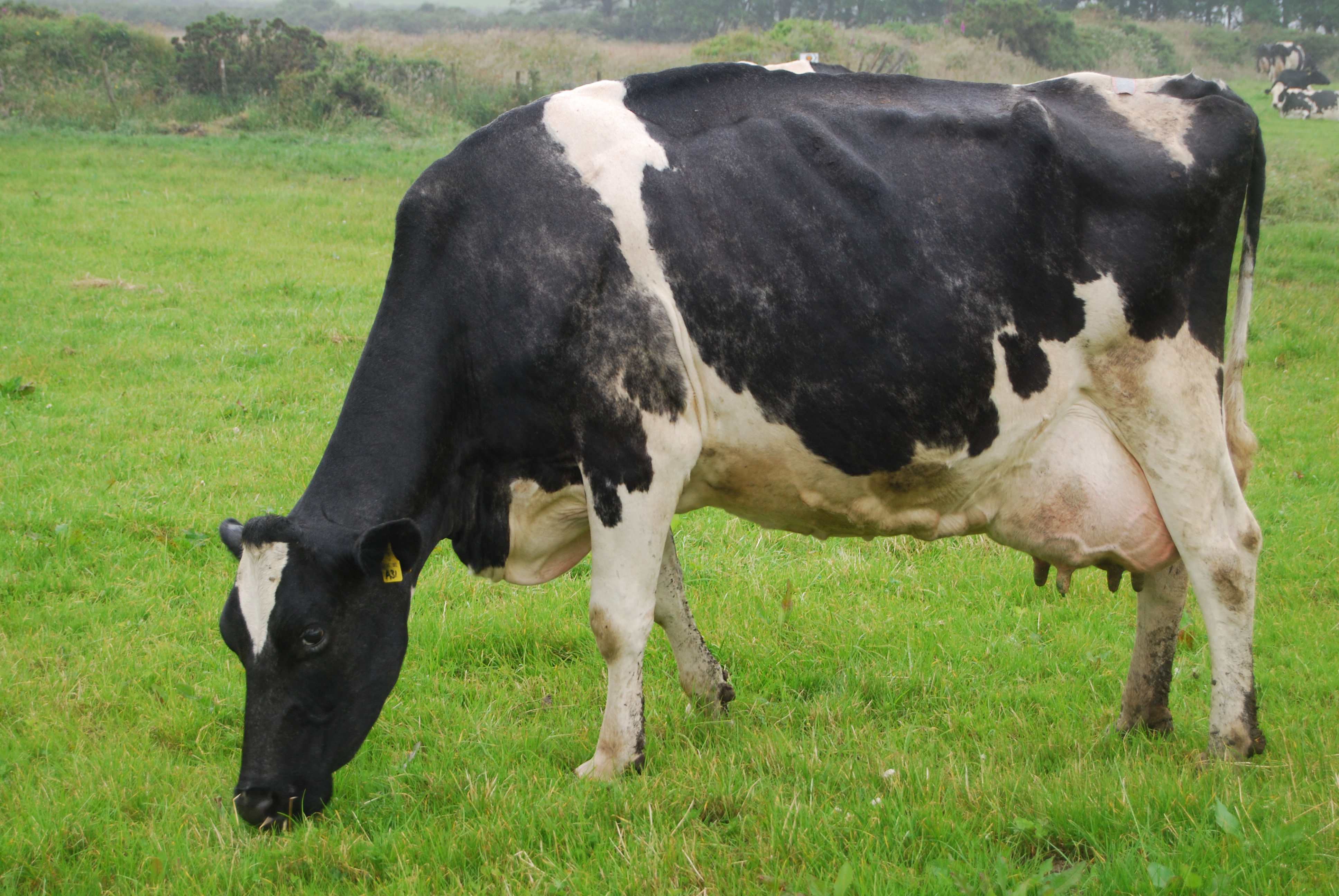 <ul><li><p>Most common dairy breed in the US</p></li><li><p>Worlds highest producing dairy animal, but has less butterfat and protein in the milk compared to other breeds</p></li><li><p>Horned or polled</p></li><li><p>Bull = 2000-2400  Cows = 1100 - 1300</p></li></ul><p></p>