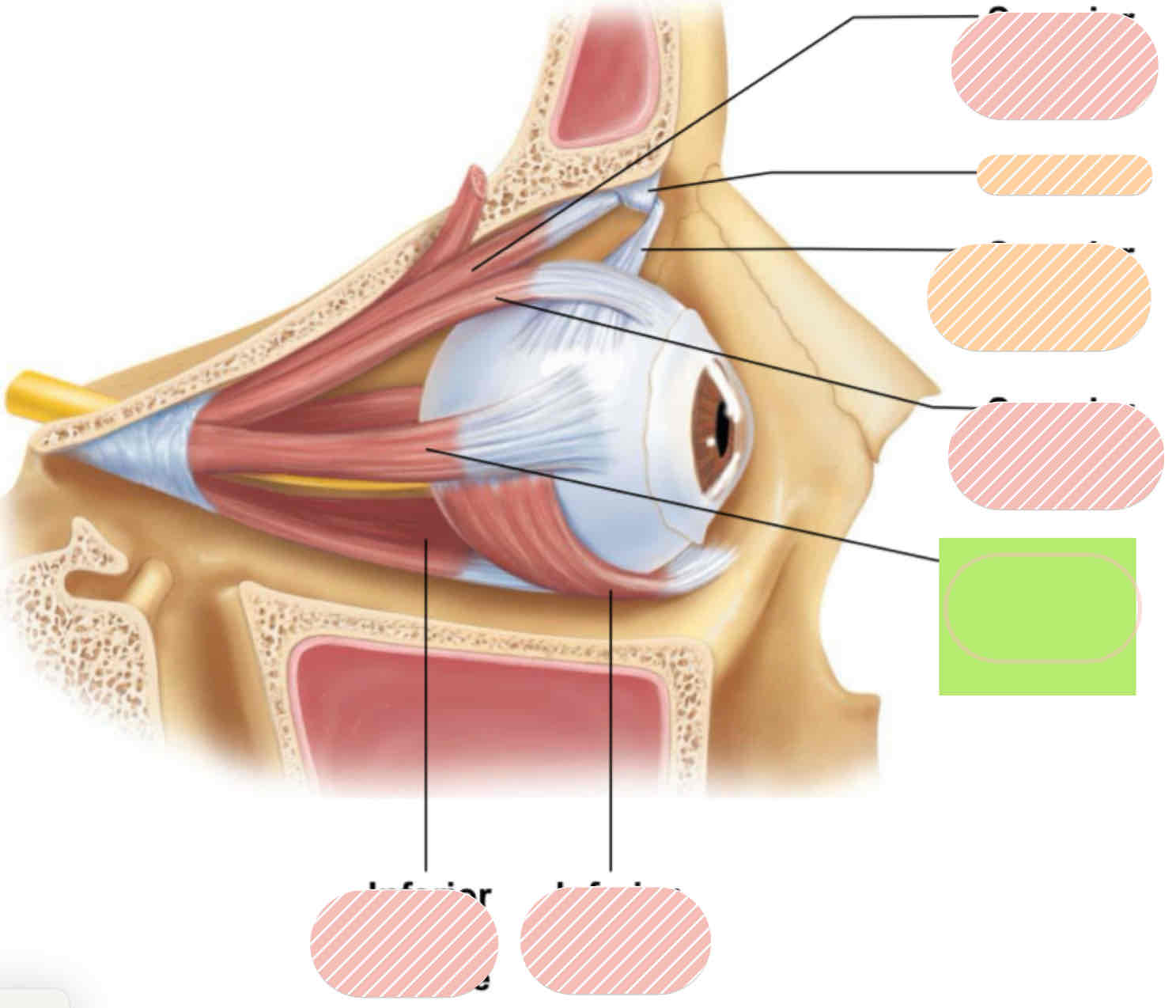 <p>Extrinsic eye muscles</p>