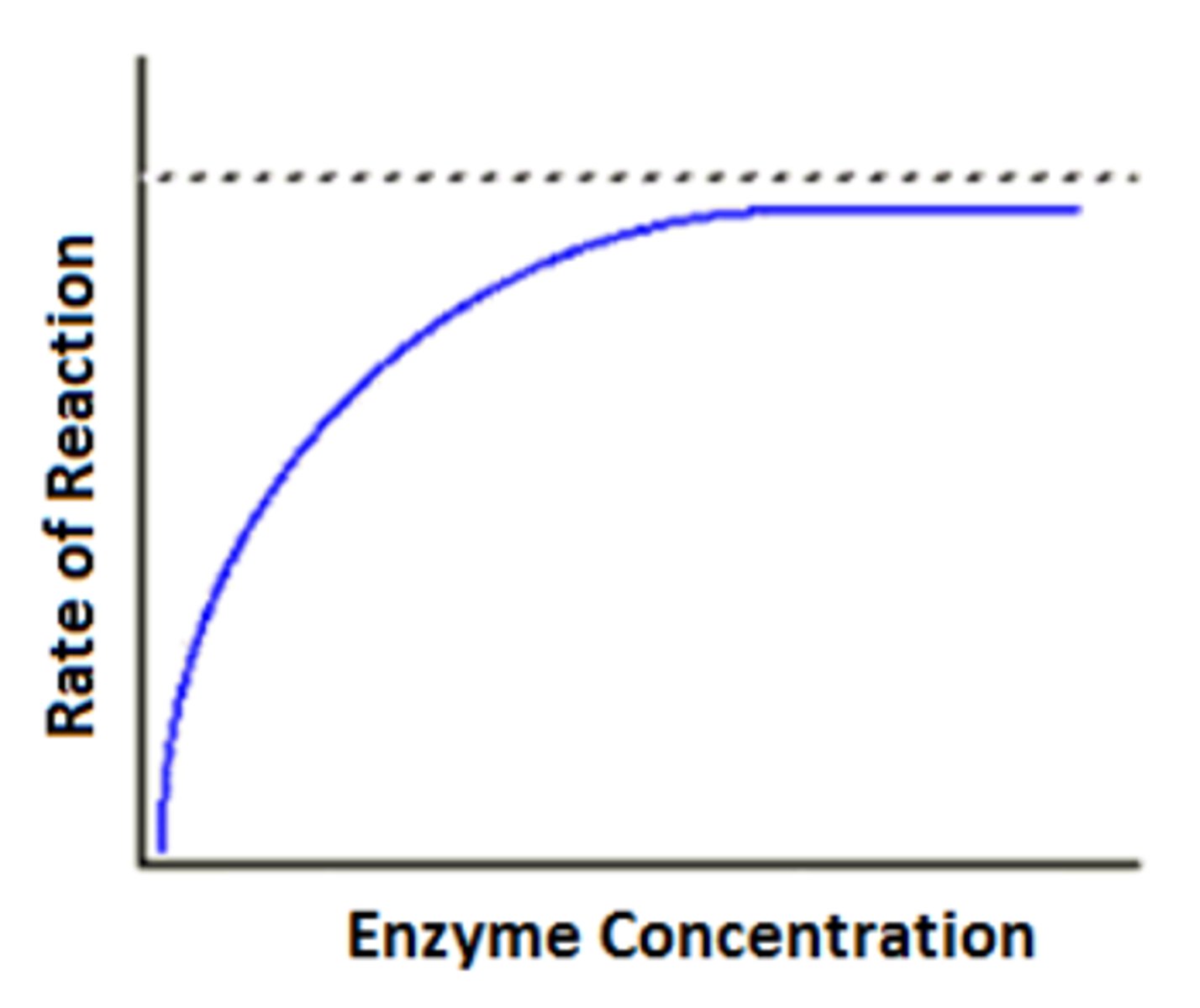 <p>1. Increasing enzyme concentration increases the chance of successful collisions and the formation of enzyme-substrate (ES) complexes, increasing the reaction rate</p><p>2. If the substrate is limited, the reaction rate will eventually plateau, and adding more enzyme will have no effect</p>