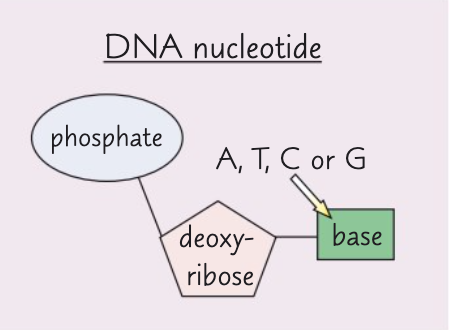 <p>The components of a DNA nucleotide are deoxyribose, a phosphate group and one of the organic bases adenine, cytosine, guanine or thymine.</p>