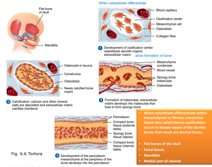 <ol><li><p>Mesenchymal cells differentiate into osteoblasts, forming an ossification center.</p></li><li><p>Osteoblasts secrete organic exracellular matrix, which calcifies.</p></li><li><p>Formation of trabeculae: extracellular matrix develops into trabeculae that fuse to form spongy bone</p></li><li><p>Development of the periosteum:</p><p>Mesenchyme at the periphery of the bone develops into the periosteum</p></li></ol><p></p>