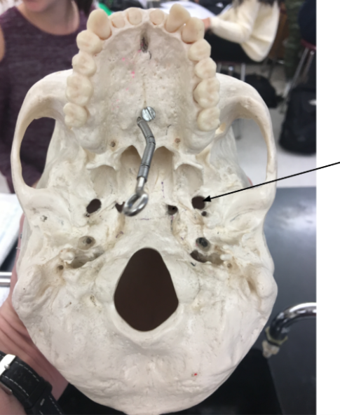 knowt flashcard image