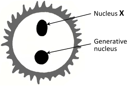 <p>State the function of the nucleus X</p>