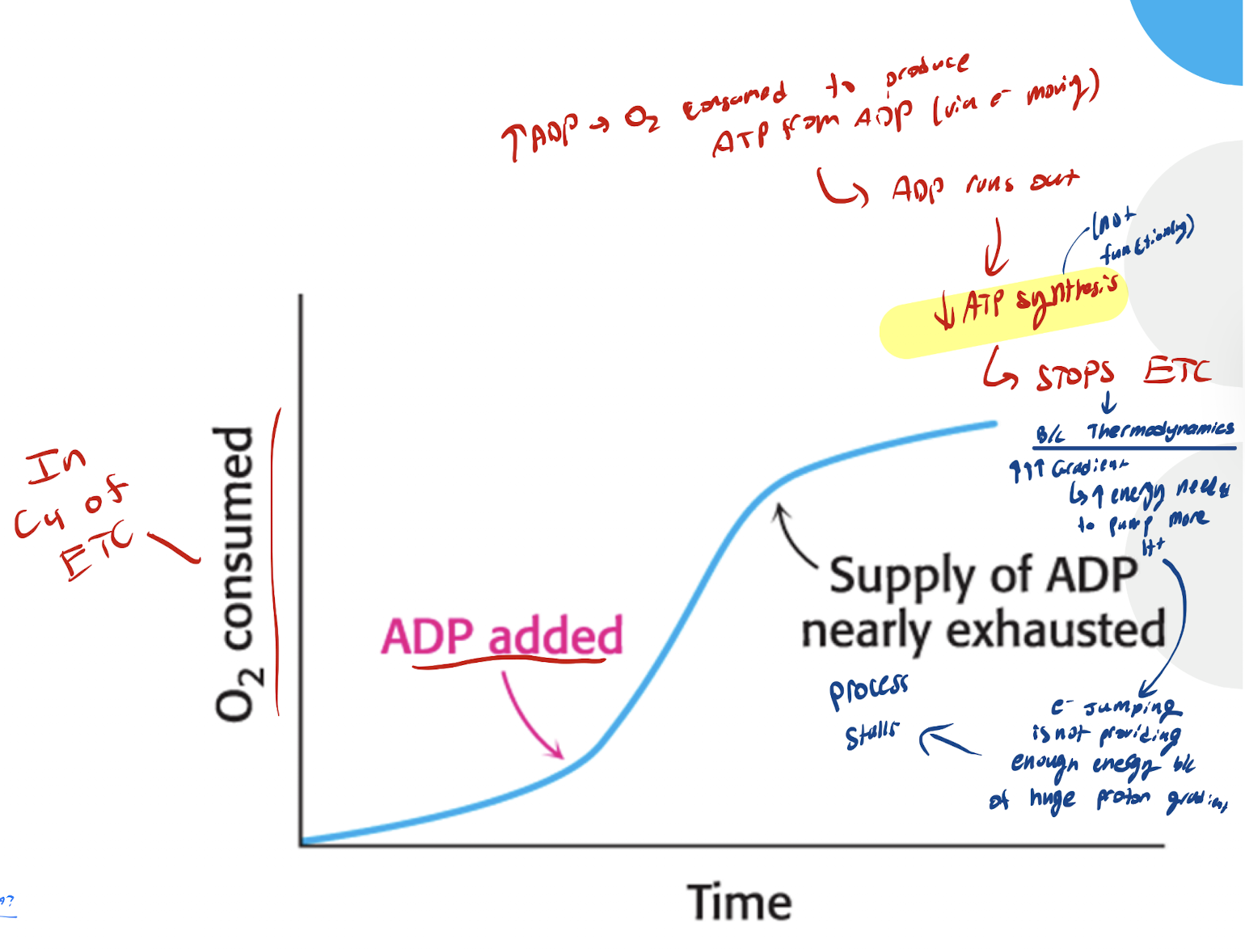 <p>ADP present → O2 consumed to produce ATP from ADP → ADP runs out → Dec ATP synthesis → STOPS ETC (b/c thermodynamics. INC INC INC gradient built up → INC energy needed to pump H+ out) → e- jumping bweteeeb protons not providing enough energy because of. thehuge gradient → The process stops</p>