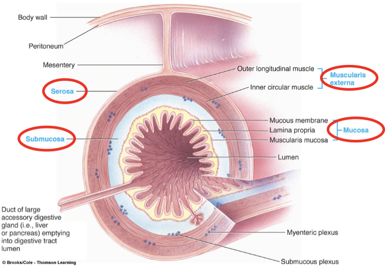 <p>made up of four major tissue layer</p><ul><li><p>serosa</p></li><li><p>muscularis externa</p></li><li><p>submucosa</p></li><li><p>mucosa</p></li></ul><p></p>
