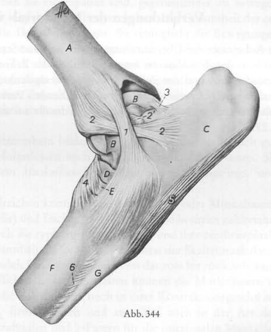 <p>Nomme les diff ligaments (Pfd)</p>
