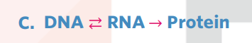 <p>The ‘central dogma of molecular biology’ describes the flow of genetic information in a cell. It explains that information can be passed from nucleic acid to nucleic acid or protein, but once it has passed into a protein it cannot get out again.</p>