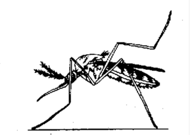 <p>This is the resting position of which family of mosquitoes?</p>