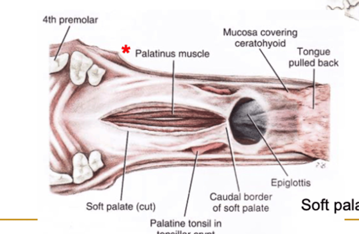 <p>caudal edge of the horizontal part of palatine bone to the caudal free border of the soft palate</p><p>shortens the soft palate</p>