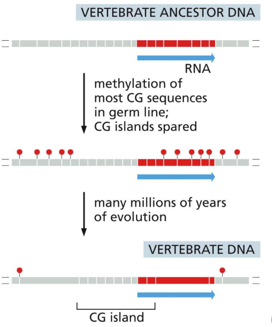 <p><span>surround housekeeping genes (need to be kept on all the time – important) that code for proteins that keep cells viable&nbsp;</span></p><ul><li><p class="Paragraph SCXW75060182 BCX0" style="text-align: left"><span>Helps maintain cellular specialization&nbsp;</span></p></li></ul><ul><li><p class="Paragraph SCXW75060182 BCX0" style="text-align: left"><span>CpG methylation is important for efficient gene repression to be passed onto daughter cells&nbsp;</span></p></li></ul><ul><li><p class="Paragraph SCXW75060182 BCX0" style="text-align: left"><span>Surround the promoter&nbsp;</span></p><ul><li><p class="Paragraph SCXW75060182 BCX0" style="text-align: left"><span>20,000 of CpGs mark the 5’ end of transcription units (typically around the promoter)&nbsp;</span></p></li></ul></li><li><p class="Paragraph SCXW75060182 BCX0" style="text-align: left">This ratio probably reflects a balance between methylated CG loss by DNA repair and CG gain by random mutation. The CG sequences that remain are very unevenly distributed in the genome; they are present at 10 times their average density in selected regions</p></li></ul><p></p>