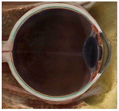 <p>Supplies blood to retina and sclera, prevents light reflection within eye</p>