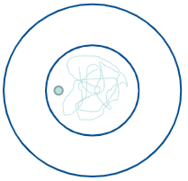 What happens during Interphase?