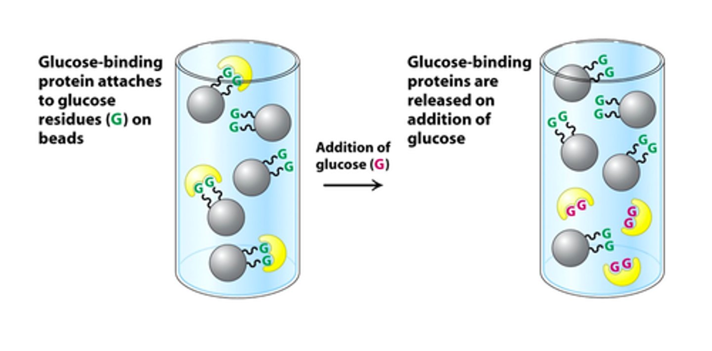 <p>- takes advantage of the fact that some proteins have high affinity for specific ligands, so you must know what it is in order to utilize this method</p><p>- depends on gravity</p><p>- when protein solution is passed over the beads, proteins with affinity for the attached group are retained</p><p>- bound protein is then released by passing a solution enriched in the ligand to which the protein is bound through the column</p>
