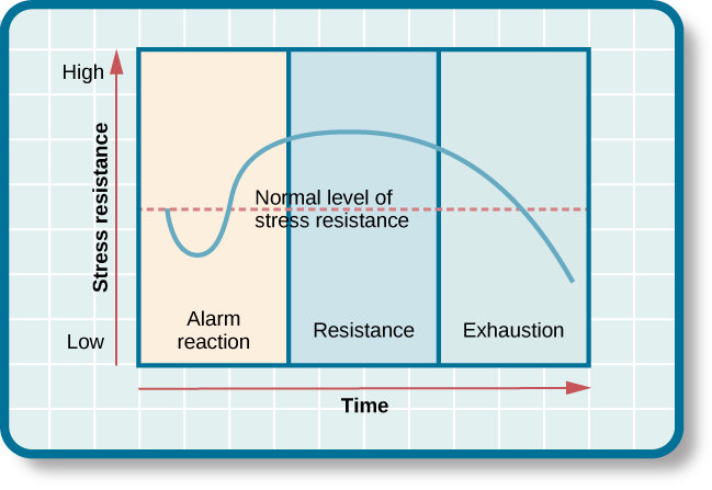 <p>Peoples Responses to a stressor are similar, regardless of the type of stressor:</p><ul><li><p><strong>Alarm Reaction</strong>: Fight or Flight response, initial response to stress (short)</p></li><li><p><strong>Resistance:</strong> Adapt to stressor; physiological responses lessened, but still higher than baseline</p></li><li><p><strong>Exhaustion:</strong> No longer able to adapt to the stressor, body becomes depleted</p></li></ul><p></p>