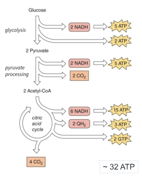 <p>generating</p><ul><li><p>1 <strong>NADH</strong> = 2.5 ATP</p></li><li><p>1 <strong>FADH<sub>2</sub></strong> = 1.5 ATP</p></li><li><p>~32 ATP per glucose</p></li></ul><p></p>
