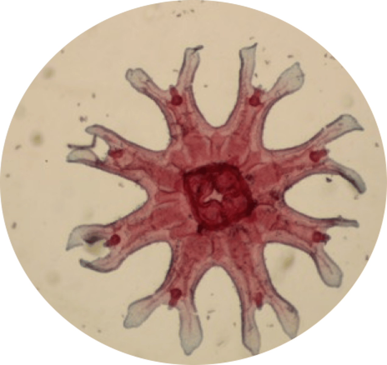 <p>Ephyra</p><p>(immature medusa)</p>