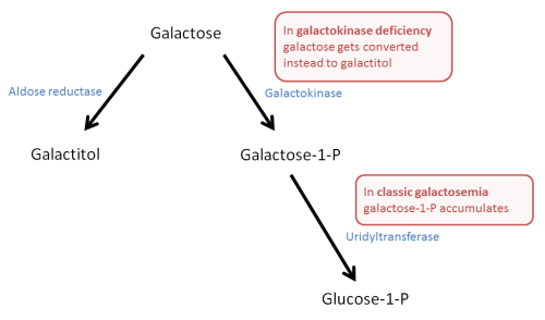 <ul><li><p>Galactose ={Aldose reductase}=&gt; Galactitol</p></li><li><p>Galactose ={Galactokinase}=&gt; Galactose-1-phosphate ={Uridyltransferase}=&gt; Glucose-1-phosphate</p></li></ul><p></p>