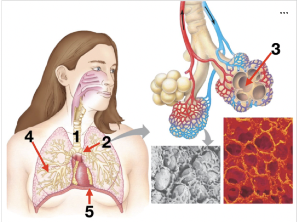 <p><span><strong>The following diagram shows the human respiratory tract. Match the numbers with the correct descriptions.</strong></span></p>