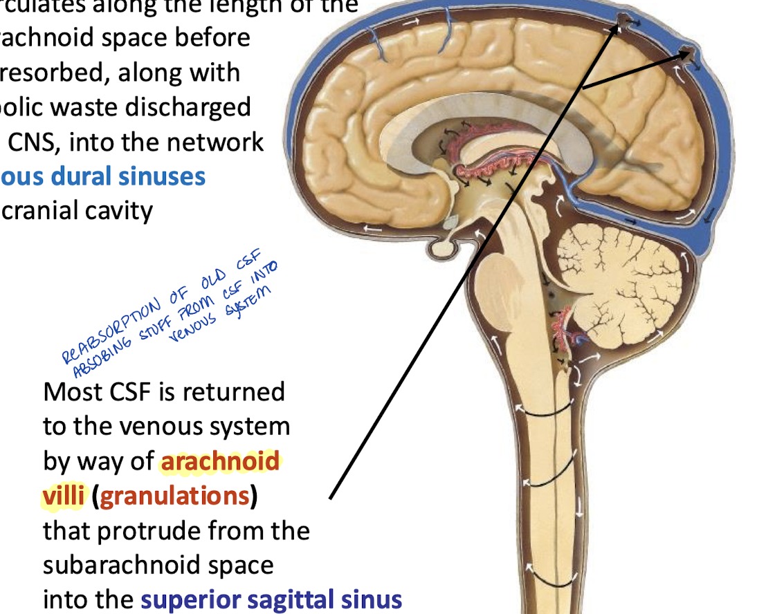 <p>By way of the <strong>arachnoid villi </strong>(granulations) that protrude from the subarachnoid space into the superior sagittal sinus</p>