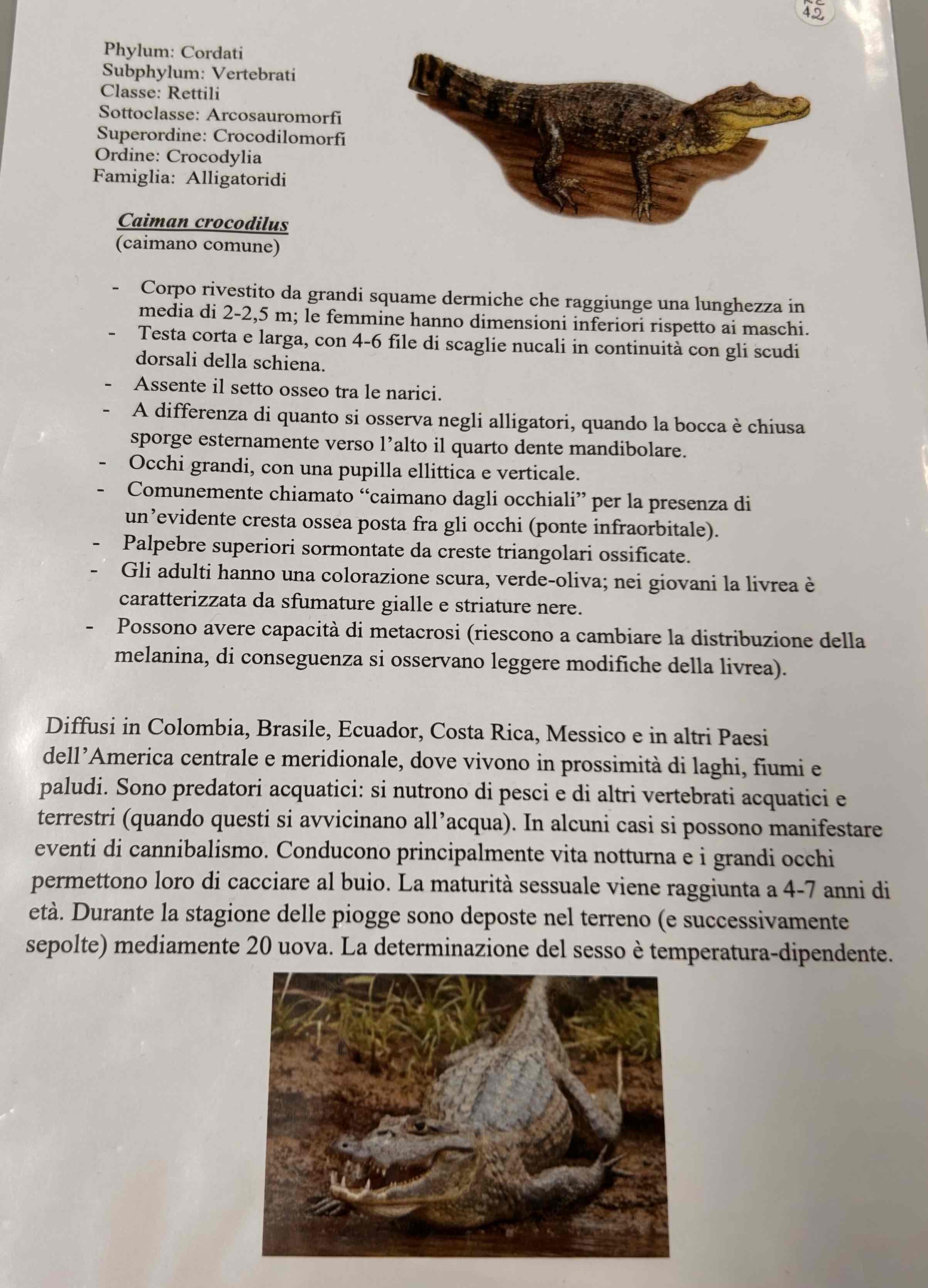 <p>Cordati</p><p style="text-align: start">Vertebrati</p><p style="text-align: start">Gnatostomi</p><p style="text-align: start">Tetrapodi</p><p style="text-align: start">Rettili</p><p style="text-align: start">Loricati (crocodylia)</p><p style="text-align: start">(Alligatoridea)</p><p style="text-align: start">Caiman crocodilus (caimano comune)</p>