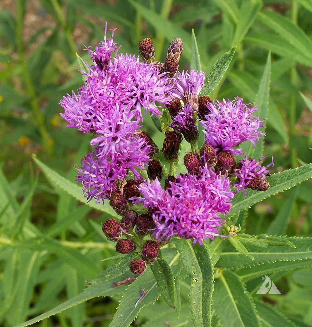 <p>A robust plant with tall stems and clusters of vivid purple flowers in late summer.</p><p>-3-7’ tall</p><p>-glabrous-smooth or bald</p><p>-upright form</p><p>-unbranched stems</p><p>(not in garden)</p>