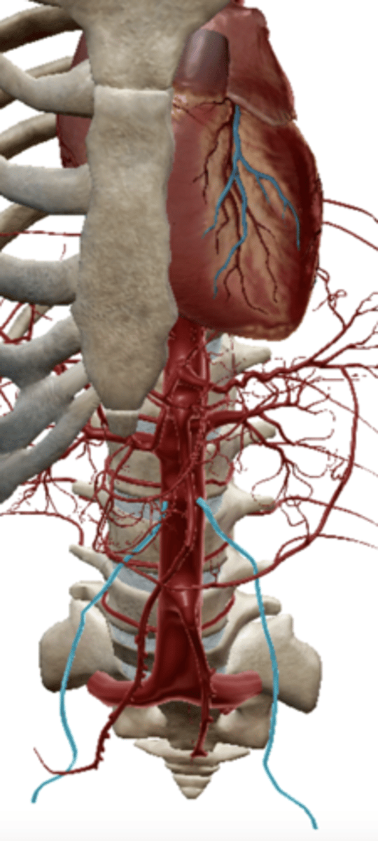 <p>Supplies blood to the male and female gonads</p>