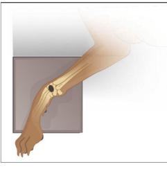 <p>Contralateral limb drawn caudally &amp; secured with rope tie / sandbag </p><p>Foam wedge under shoulder to correct rotation if needed </p><p>Carpus in neutral position </p>