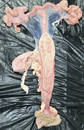 <p>What organ system is shown in the photo</p>