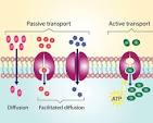 <p>What is allowed through the cell membrane during diffusion?</p>