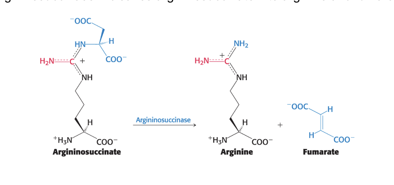 <ul><li><p>argininosuccinase = <strong>cleaves</strong> argininosuccinate → arginine and fumarate</p></li></ul><p></p>