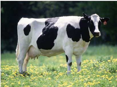 breed? type of cow?