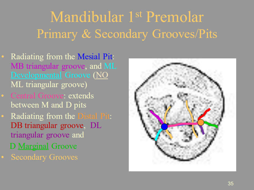 <ul><li><p><span style="color: blue">1 = Mesial Pit</span></p></li><li><p>2 (Burgundy) = MB triangular groove</p></li><li><p>3 (Light Blue) = ML Developmental Groove</p></li><li><p>4 (Pink) = Central Groove</p></li><li><p>5 (Orange) = Distal Pit</p></li><li><p><span style="color: red">6 = DB triangular groove</span></p></li><li><p><span style="color: purple">7 = DL triangular groove</span></p></li><li><p><span style="color: green">8 = D Marginal Groove</span></p></li><li><p><span style="color: yellow">9 = Secondary Grooves</span></p></li></ul>