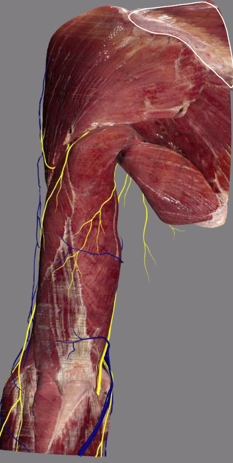 <ul><li><p>deep, under outlined muscle</p></li></ul><p></p>