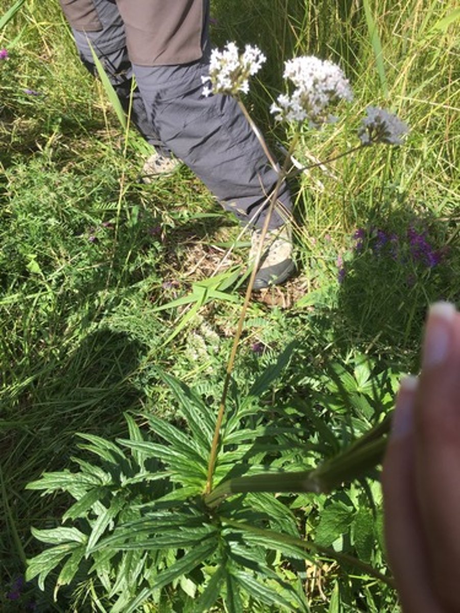 <p>strandvänderot</p>