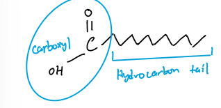 <p>A fatty adid is made of a carboxyl group attached to a hydrocarbon tail. Fatty acids are combined with other molecules  - glycerol - via their carboxyl group.</p>