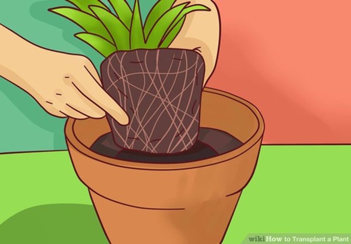 <p>Mover una planta o coral de un lugar a otro para que crezca.</p>