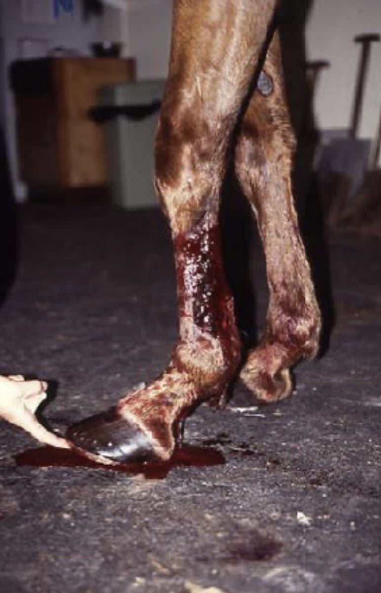 <p>Du tilkaldes til en hest med et akut sår. Ved din kliniske undersøgelse finder du at hesten holder benet i en afvigende stilling. Hvordan vil du fortolke dette fund?</p><p>- Den over􏰀adiske bøjesene er overskåret</p><p>- Den dybe og den overfladiske bøjesene er overskåret</p><p>- Hesten har kraftige smerter omkring såret og aflaster derfor</p><p>- Der er adhærencer omkring såret, der forhindrer fremføring af benet</p>