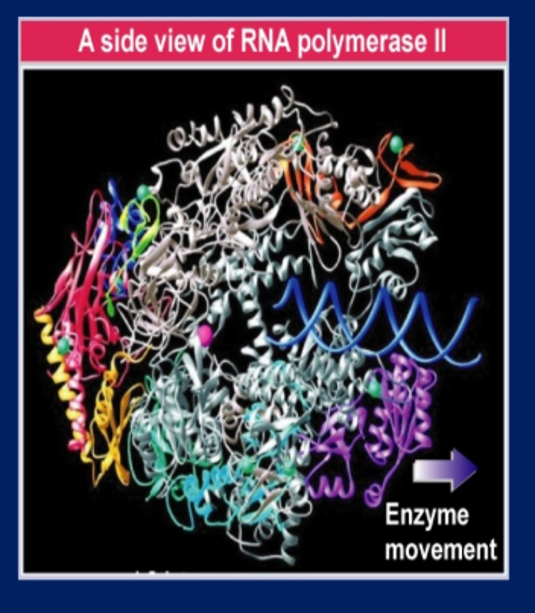 <p>The side view of the crystal structure of RNA</p><p>polymerase II from yeast shows that DNA is held</p><p>downstream by a pair of jaws</p><p>-All RNA polymerases have pac-man like structure like in the pic</p>