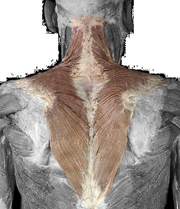 <p>Identify</p>