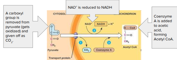 <ul><li><p><span style="background-color: transparent; font-family: "Proxima Nova", sans-serif;"><span>If oxygen is present, pyruvate enters the mitochondrial matrix</span></span></p></li><li><p><span style="background-color: transparent; font-family: "Proxima Nova", sans-serif;"><span>Pyruvate → Acetyl CoA </span></span></p></li></ul><ul><li><p><span style="background-color: transparent; font-family: "Proxima Nova", sans-serif;"><span>Acetyl CoA = Coenzyme; a molecule that attaches to an enzyme’s active site to help catalyze a reaction</span></span></p></li><li><p><span style="background-color: transparent; font-family: "Proxima Nova", sans-serif;"><strong><span>CO</span><sub><span>2</span></sub></strong><span>, </span><strong><span>NADH, </span></strong><span>a 2 carbon sugar are produced (x2 since we start with 2 pyruvates)</span></span></p></li></ul><p></p>